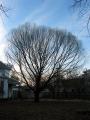 backyard_tree_silhouette