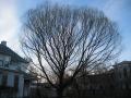 backyard_tree_silhouette_la