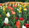 agriculture_dept_tulips