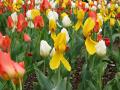 agriculture_dept_tulips2