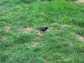 bird_in_grass