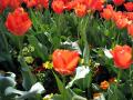 bright_tulips