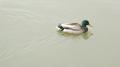 duck_tidalbasin