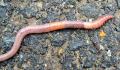 earthworm