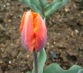 multicolored_tulip