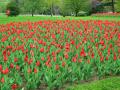 red_tulip_field