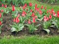 red_white_flowers