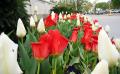 red_white_tulips