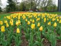 tulip_field