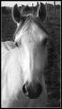 closeup_white_horse_bw