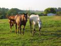 horses_blurry_white_head