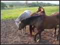 horses_nuzzling_each_other