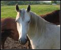 real_close_white_horse