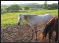 white_horse_brown_ass