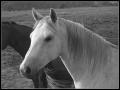 white_horse_bw