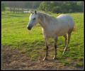 white_horse_posing