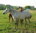 white_horse_profile