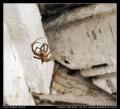 dead_spider