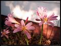 lilies_2_smaller_aperture