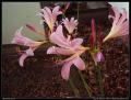 lilies_4