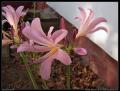 lilies_5