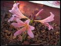 lilies_6