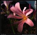 macro_lily