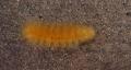 caterpillar