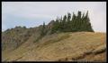 melting_pines_on_ridge