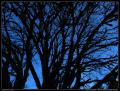 busy_tree_silhouette