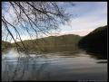 lake_crescent_drooping_branches