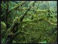 moss_draped_trees