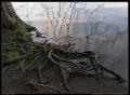 root_structure_lake_crescent