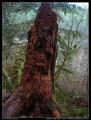 rotting_tree