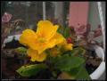 yellow_flower