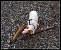 esme_with_long_stick