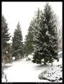 snowy_evergreens_park