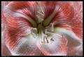 amaryllis_telephoto