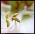 pollen_on_amaryllis