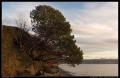 tree_by_suquamish_beach