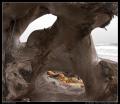 driftwood_portal