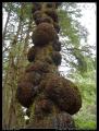 nasty_tree_scrota