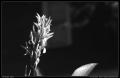 bw_tall_red_flower