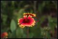 closeup_red_yellow_flower