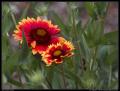 couple_red_yellow_flowers