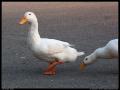 duck_prancing