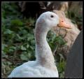 duck_profile