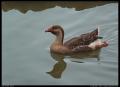 duck_swimming