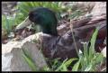 mallard_with_a_cold