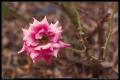 pointy_pink_thorny_flower